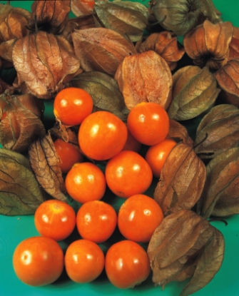 Picture of Physalis Edulis - Cape Gooseberry